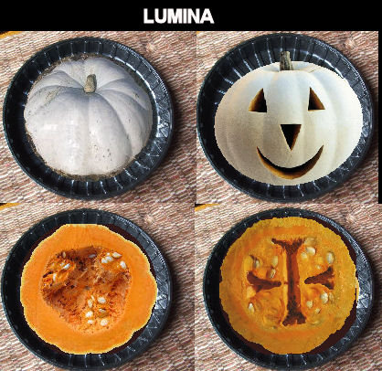 Fichier:COURGE lumina-1.jpg