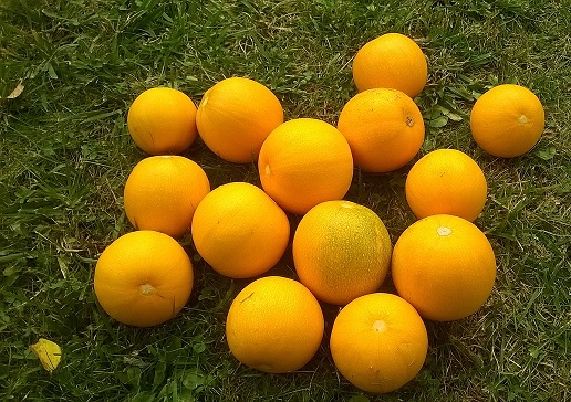 Fichier:COURGE pomme d or.jpg