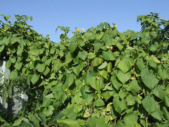 Fichier:CUCURBITACEE Thladiantha Dubia-1.jpg