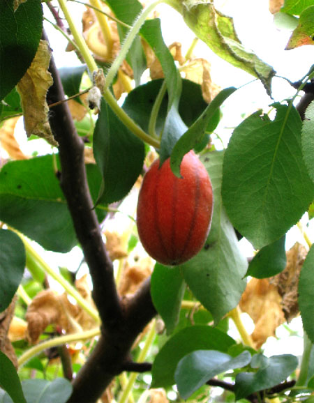 Fichier:CUCURBITACEE Thladiantha Dubia.jpg