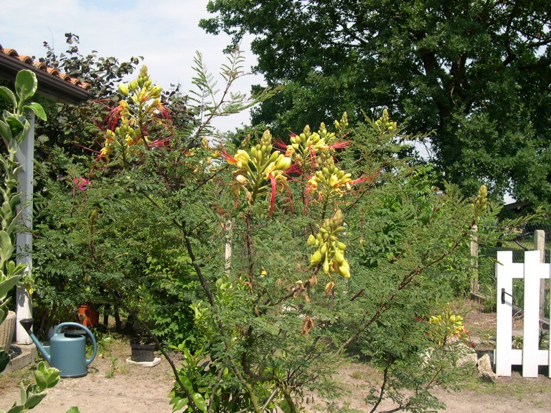 Fichier:Caesalpinia gilliesii - Oiseau de Paradis jaune-1.jpg