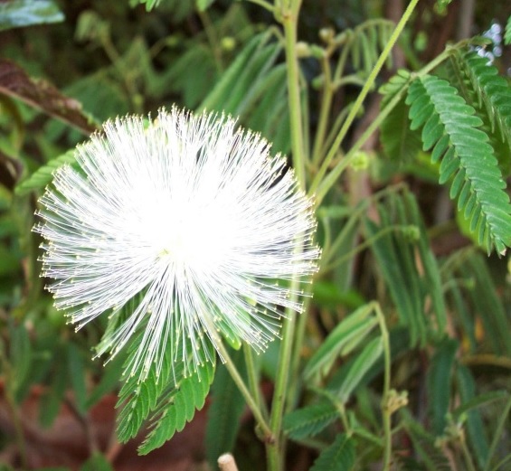 Fichier:Calliandra haematocephala alba.jpg