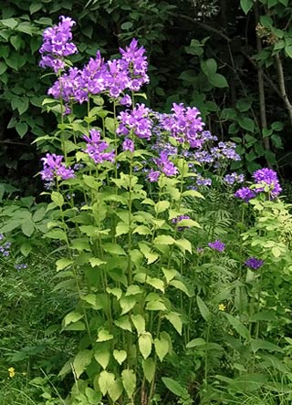 Fichier:Campanule à larges feuilles.jpg
