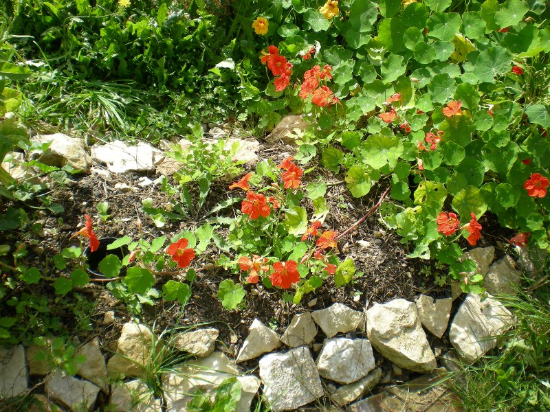 Fichier:Capucine grimpante en mélange-1.jpg