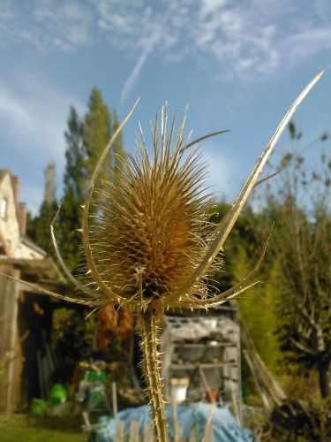 Fichier:Cardère des foulons.jpg