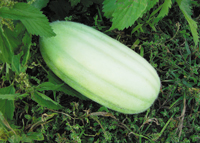 Carosello Barese.jpg