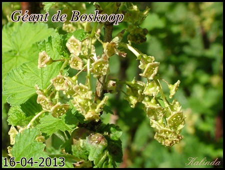 Fichier:Cassissier 'Géant de Boskoop'-1.jpg