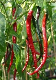Cayenne joes long.jpg