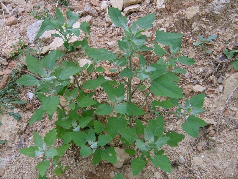 Fichier:Chénopode blanc-2.jpg