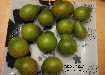 Cherokee green pear-1.jpg