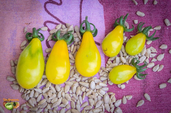 Fichier:Cherokee green pear.jpg