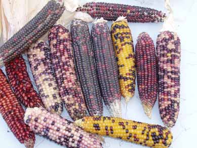 Fichier:Cherokee long ears petit.jpg