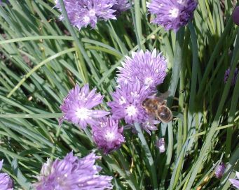 Fichier:Ciboulette civette.jpg