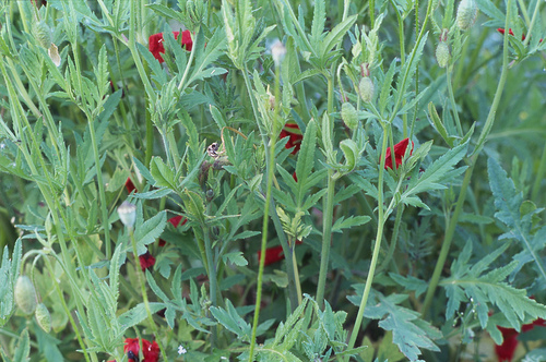 Fichier:Coquelicot simple rouge-1.jpg