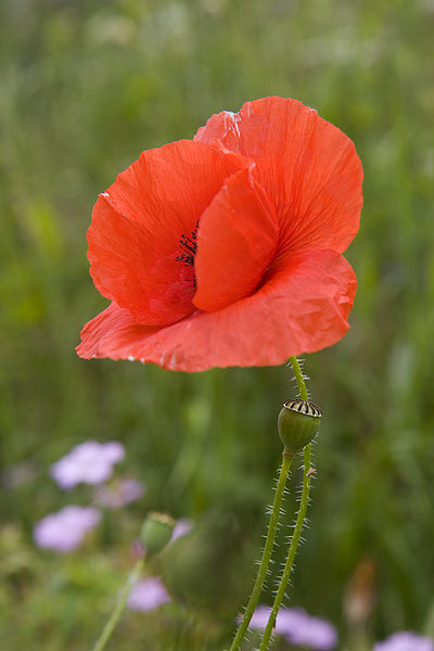 Fichier:Coquelicot simple rouge.jpg