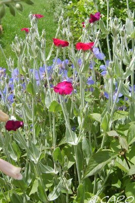 Fichier:Coquelourde des jardins-1.jpg