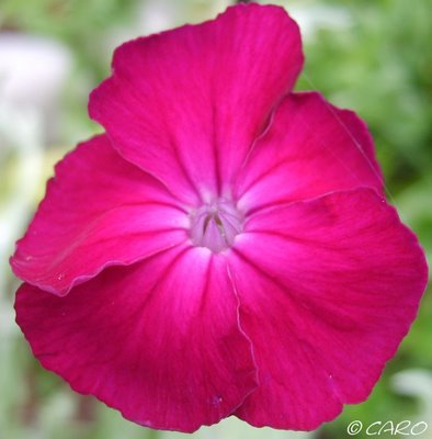 Fichier:Coquelourde des jardins.jpg