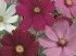 Cosmos à fleurs géantes-1.jpg