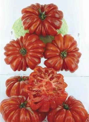 Fichier:Costoluto Genovese-1.jpg