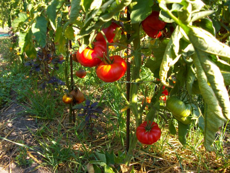 Fichier:Costoluto di Chivasso.jpg