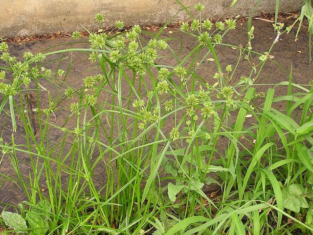 Fichier:Cyperus eragrostis.jpg