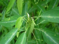 Desmodium Gyrans.jpg