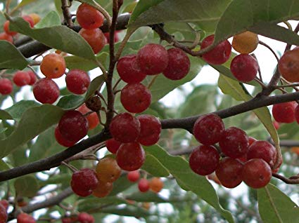 Fichier:Elaeagnus umbellata.jpg