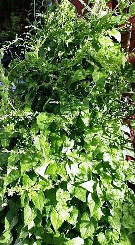 Fichier:Epinard du Caucase-1.jpg