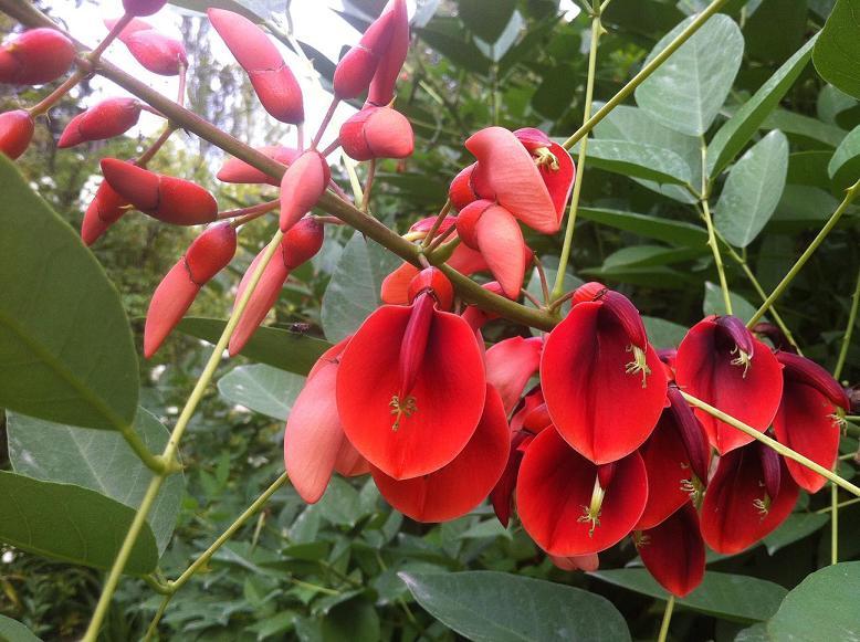 Fichier:Erythrine crête de coq.jpg