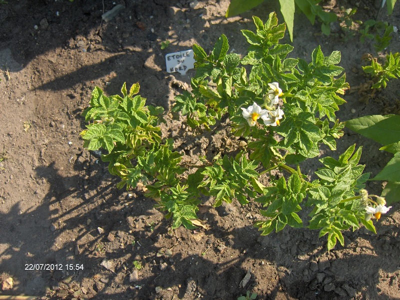 Fichier:Etoile du Nord-1.jpg