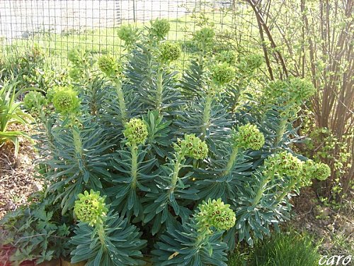 Fichier:Euphorbe black pearl.jpg