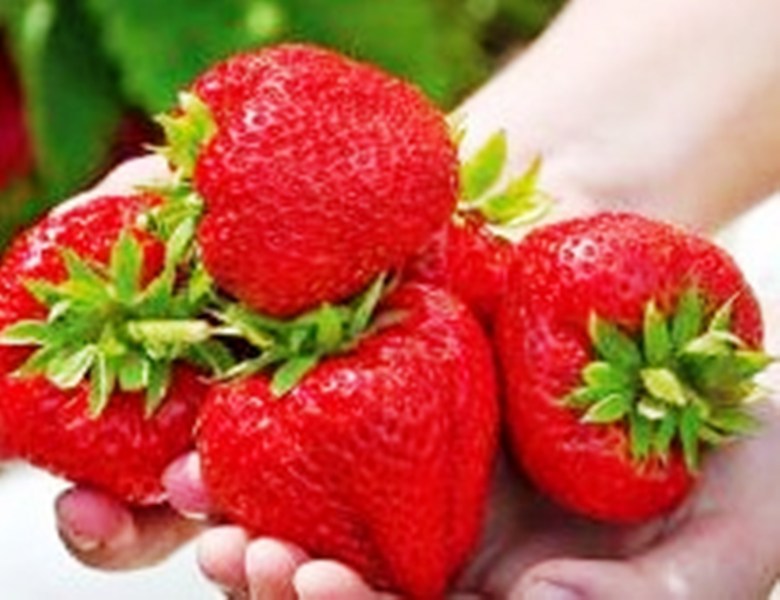 Fichier:FRAISIER Maxim-1.jpg