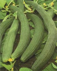 Fakkous vert d’Arménie.jpg