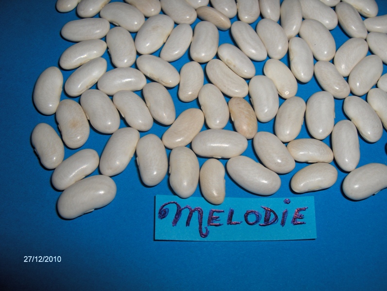 Fichier:Flageolet à feuillle d'ortie-1.jpg