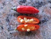 Fluorescent purple-1.jpg