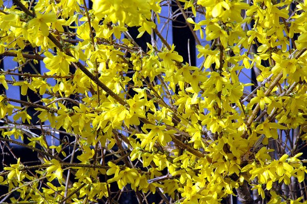 Fichier:Forsythia.jpg