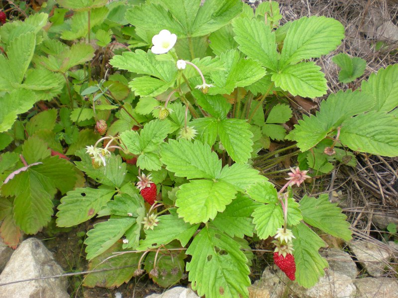 Fichier:Fraise des bois Ruegen.jpg