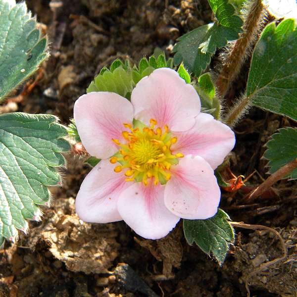 Fichier:Fraisier à fleurs roses.jpg