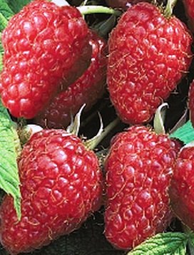 Fichier:Framboisier Marastar-1.jpg