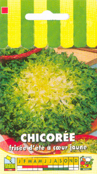 Frisée d'été à coeur jaune-1.jpg
