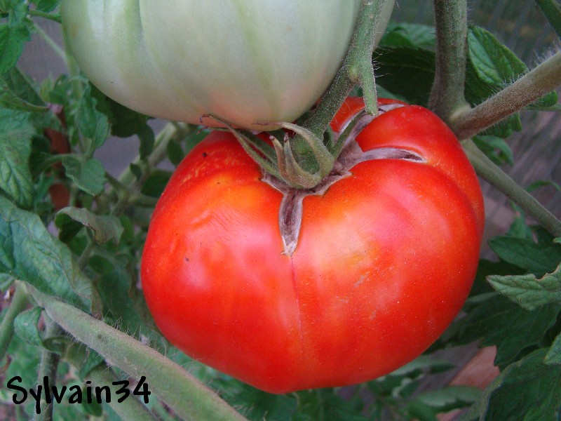 Fichier:Géante du Japon Rouge-1.jpg