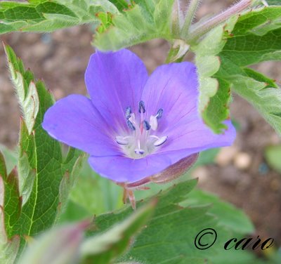 Fichier:Géranium vivace mayflower.jpg