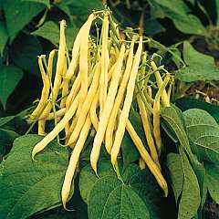 Fichier:GOLDEN TEEPEE-1.jpg