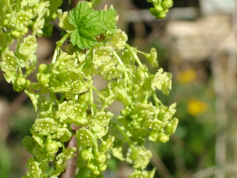 Fichier:GROSEILLIER rouge jonkheer van tets-1.jpg