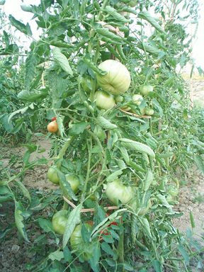 Fichier:Geante de Novikoff.jpg