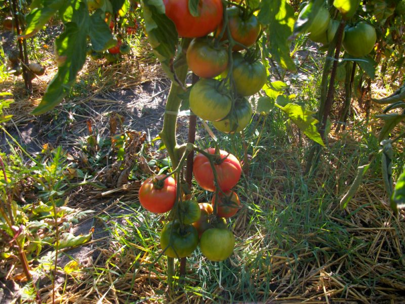 Fichier:Giant rosy-1.jpg