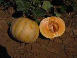 Fichier:Golden delicious.jpg