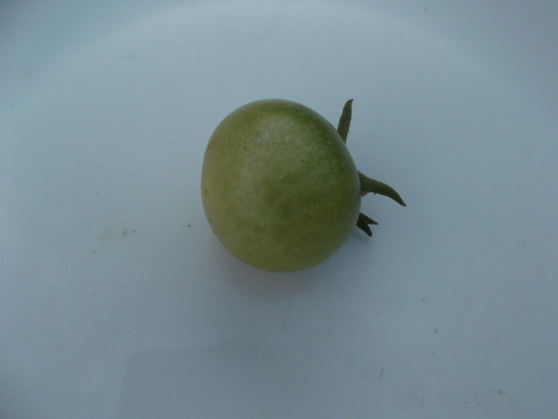 Fichier:Green Doctors-1.jpg