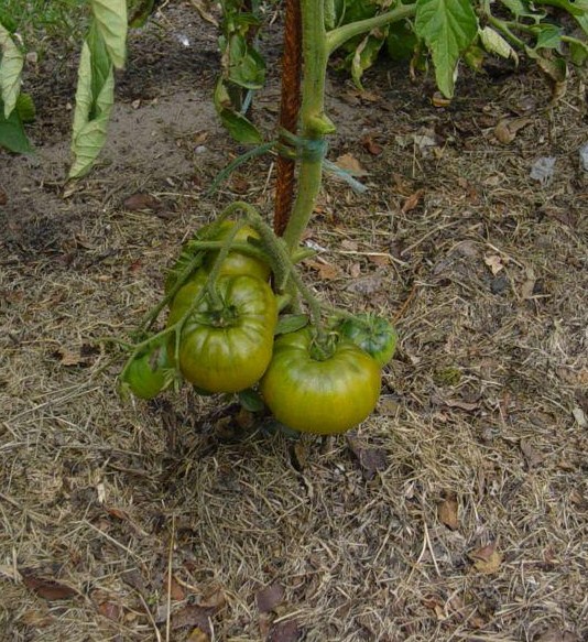 Fichier:Green diamond-1.jpg