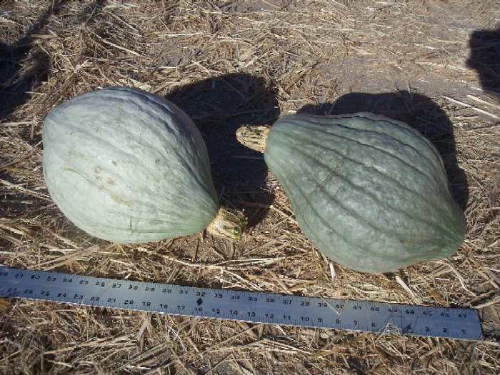 Fichier:Green hubbard.jpg